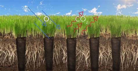 When and How Do You Aerate Your Grass? · Blades Landscaping