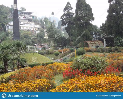 Batasia Loop in Darjeeling editorial stock image. Image of tree - 241692114