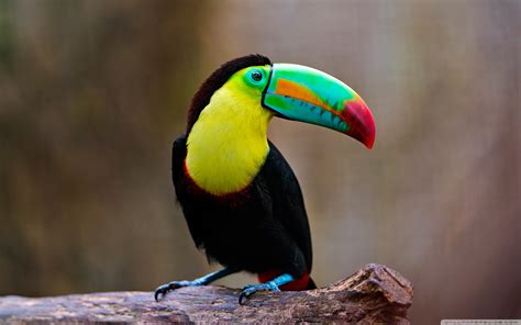 Toucan Bird wallpaper | 2560x1600 | #59199