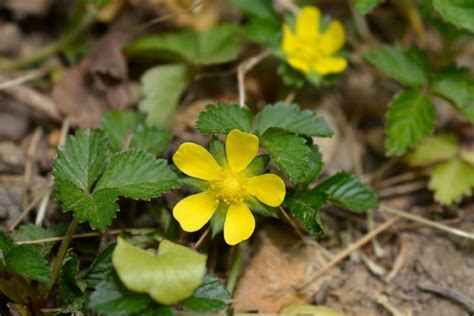 Strawberry Plants with Yellow Flowers – Strawberry Plants