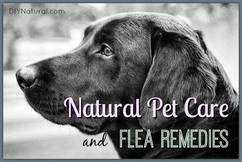 Natural Flea Remedies and Other Natural Pet Care Solutions