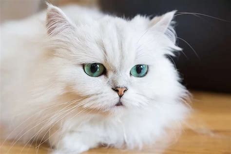 PERSIAN CAT Breed Information - Pets Beast