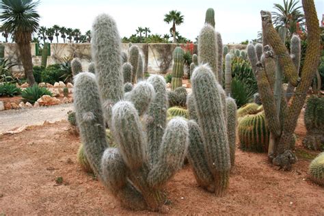 50+ Types of Cactus (With Pictures and Names)