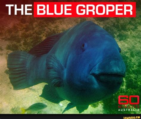 THE BLUE GROPER AUSTRALIA - iFunny Brazil