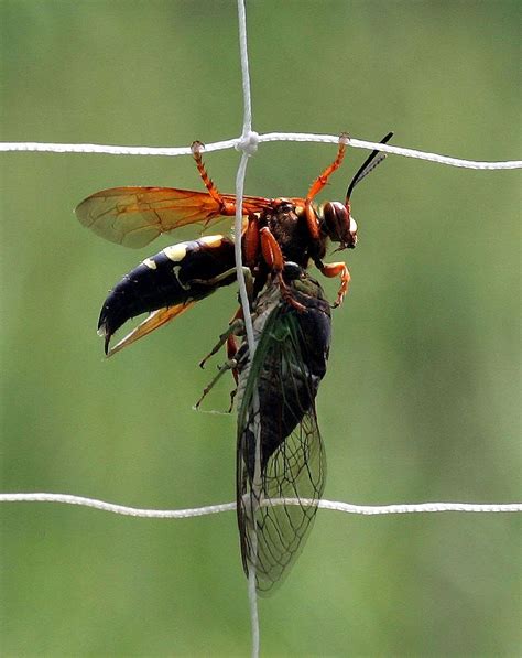 Cicada Killer Wasp Facts: Questions You Want Answered