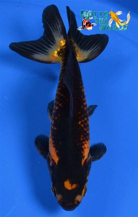 an orange and black fish floating on top of water