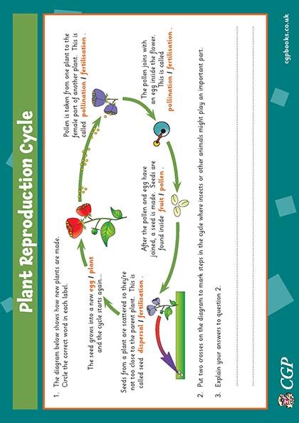 Plant Reproduction Diagram