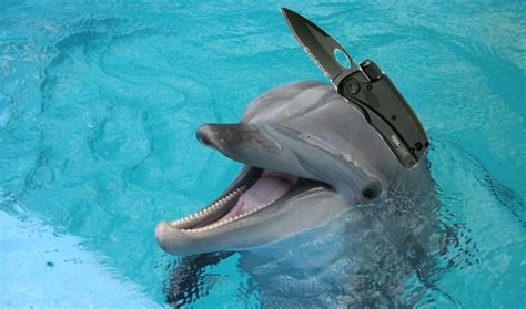 Ukraine Trains Killer Dolphin: Aims to Mount w/ Guns, Knives | Heavy.com