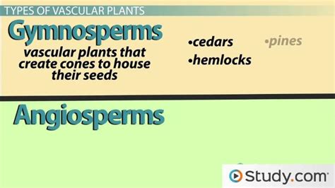 Vascular Plants | Characteristics, Types & Examples - Lesson | Study.com