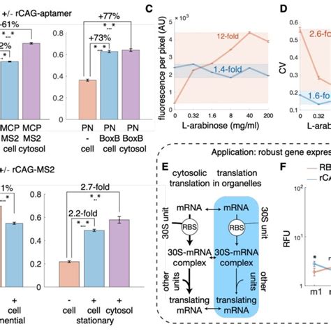 LLPS-driven concentration robustness and cellular homeostasis. (A ...