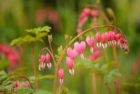 Bleeding Heart Flower Arrangement Stock Photos, Pictures & Royalty-Free ...