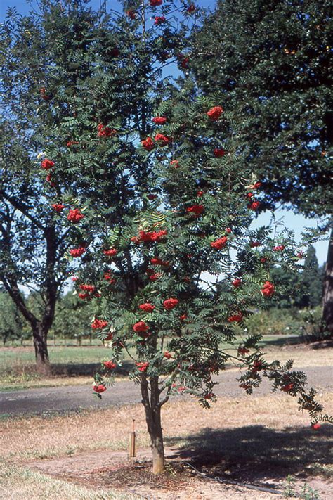 Sorbus aucuparia Cardinal Royal™ | Landscape Plants | Oregon State ...