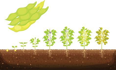 Soybean Plant Growth Stages