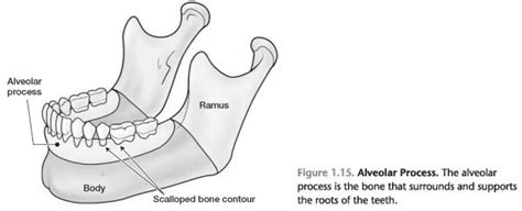 Alveolar bone - Foundations of Periodontics: Alveolar bone grafting ppt