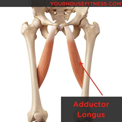 Muscle Breakdown: Adductor Longus