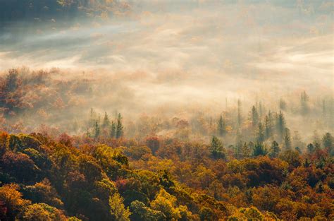 morning, Fog, Forest, Autumn Wallpapers HD / Desktop and Mobile Backgrounds