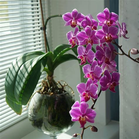 Orchids - craibas.al.gov.br