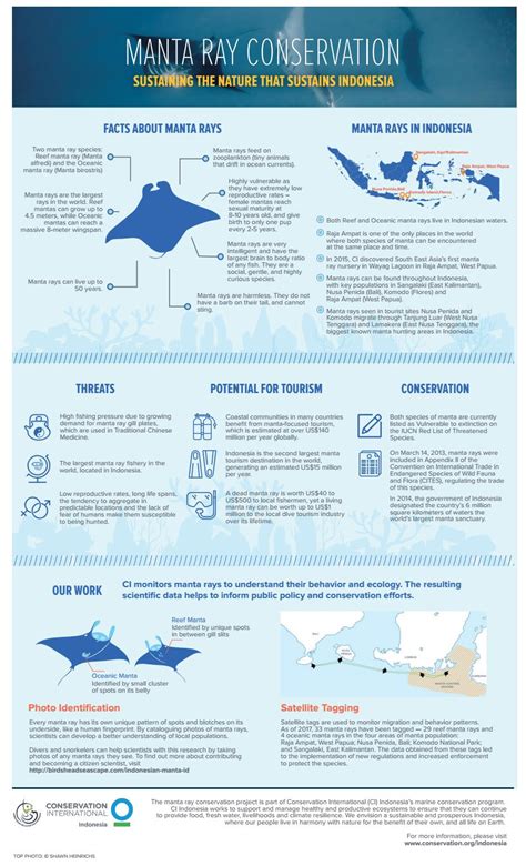 Conservation International - Manta Ray conservation: sustaining the ...