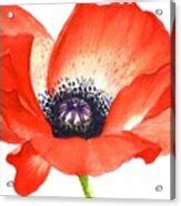 Poppy seed flower Painting- Watercolor floral Painting Painting by ...