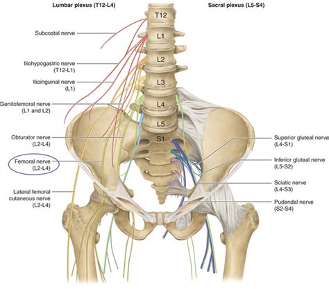 Femoral Nerve | Neupsy Key