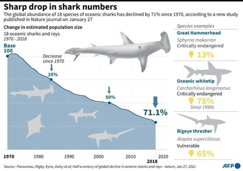 Dramatic Shark Decline Leaves ‘Gaping Hole’ in Ocean | Breaking Asia