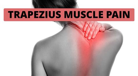 Trapezius Muscle: Anatomy, Function, Pain Causes, 52% OFF