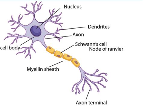 Nerve Cell Diagram And Function Neuron Cell Model Labeled