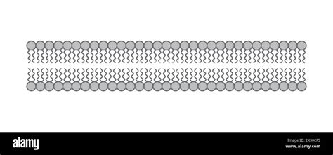 Cell membrane bilayer Black and White Stock Photos & Images - Alamy