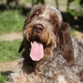 Spinone Italiano Puppies For Adoption - Puppy And Pets