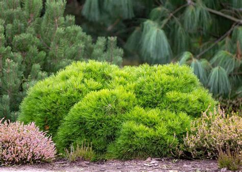 Dwarf Evergreen Shrubs