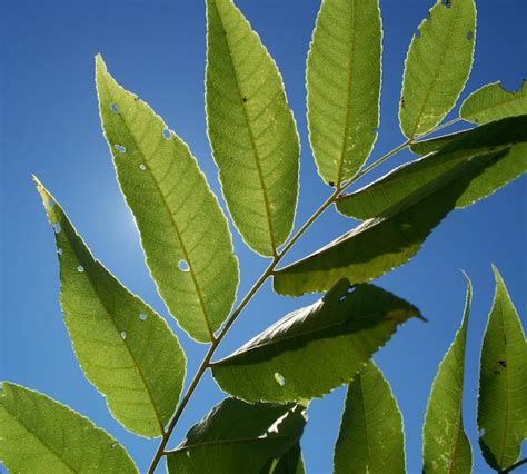 Premium Photo | Branch of leaves from a black walnut tree