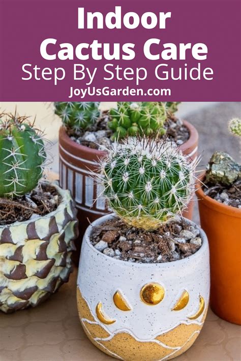 Indoor Cactus Care For Beginners (2025 Guide)