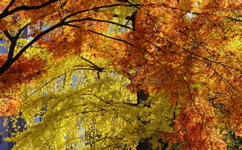 Autumn Scenery in Tokyo, Japan Stock Image - Image of nature, fall ...