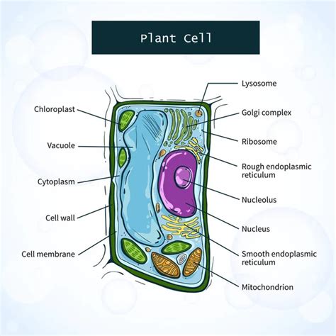 Plant cell structure — Stock Vector © roxanabalint #5369402