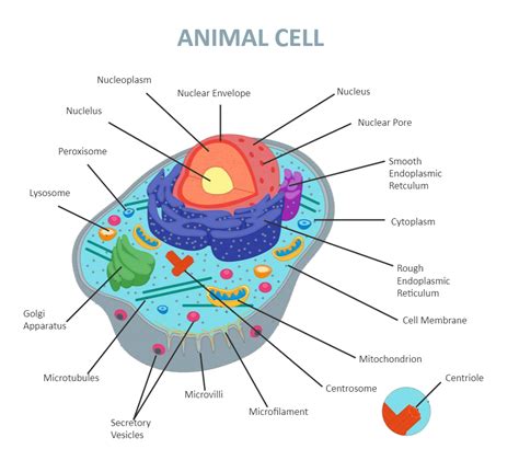 Animal Cell Diagram Labeled | Animal cell, Animal cell anatomy, Cell ...