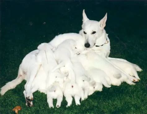 American White Shepherd - Pet Your Dog