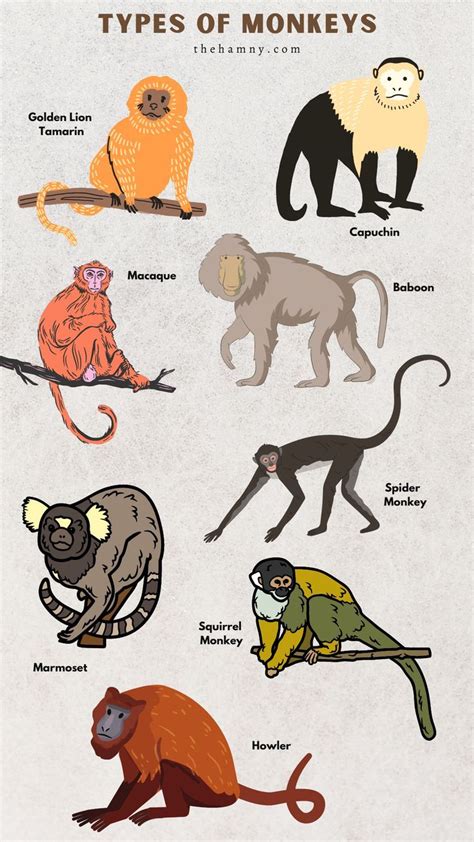 Types of Monkeys Howler Monkey, Squirrel Monkey, Sock Monkey, Tropical ...