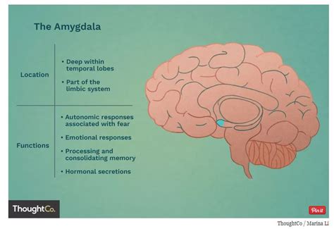 Amygdala function - Carmine Mastropierro