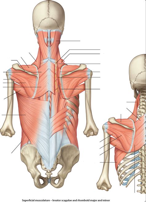 Superficial Musculature- Levator Scapulae and Rhomboideus Major and ...