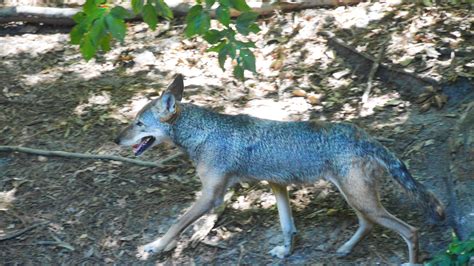 Virginia Living Museum adds another endangered red wolf to its habitat ...