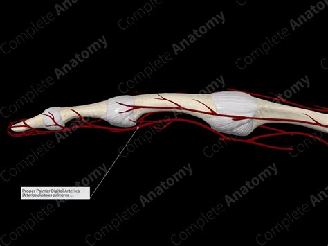 Proper Palmar Digital Arteries | Complete Anatomy