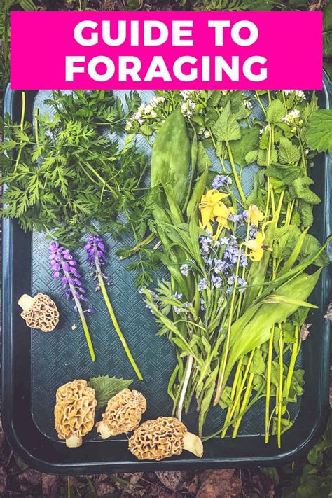 Foraging Edible Plants - A Beginner's Guide to Foraging with Confidence