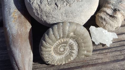 Fossil Hunting on the Jurassic Coast | Chesil Beach Lodge