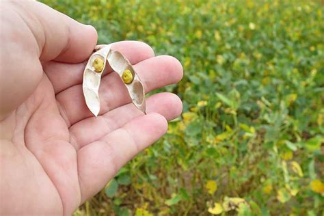 Soybean products gaining new markets