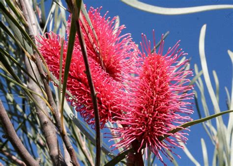 Australian Desert Plants