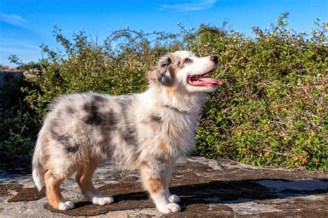 Blue Merle Australian Shepherd: Everything You Need to Know