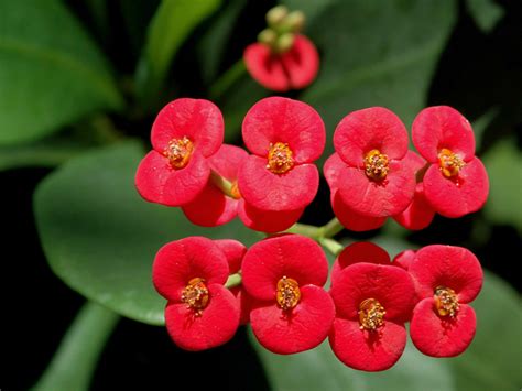 Euphorbia milii (Crown of Thorns) | World of Succulents