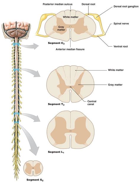 Cross Section Spinal Cord Nerves