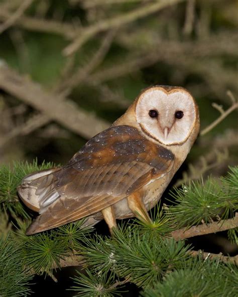 Barn Owl at Night | BirdNote