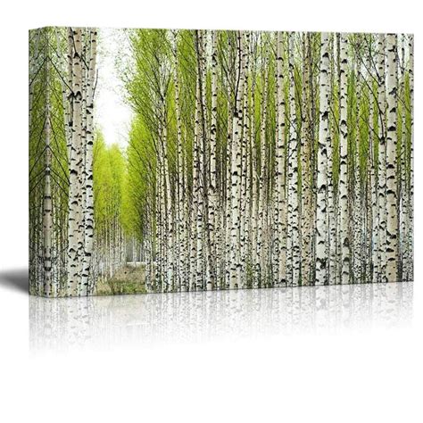 Wall26 Canvas Prints Wall Art - Birch Trees with Fresh Green Leaves in ...